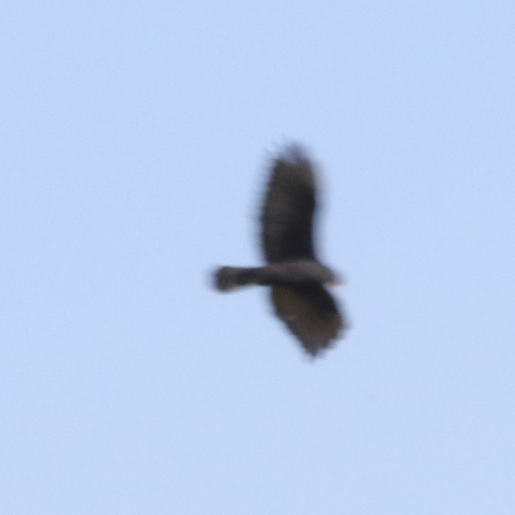 Zone-tailed Hawk - ML53475641