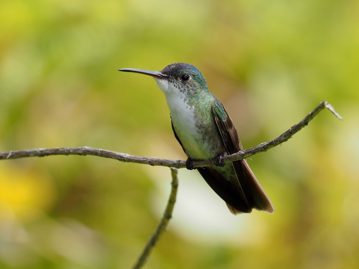 kolibřík azurovotemenný - ML534756481