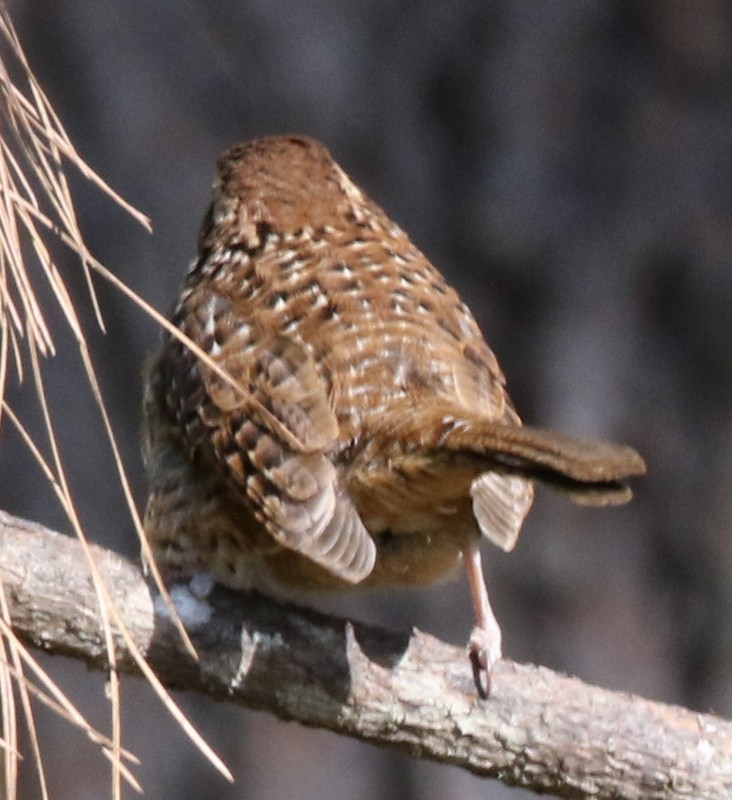 Spotted Wren - logan kahle