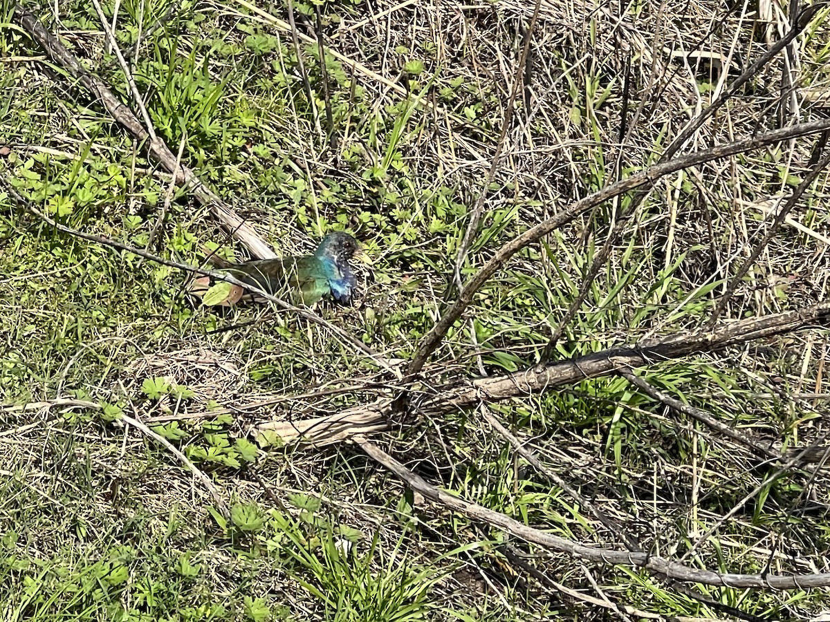 Purple Gallinule - ML534757051