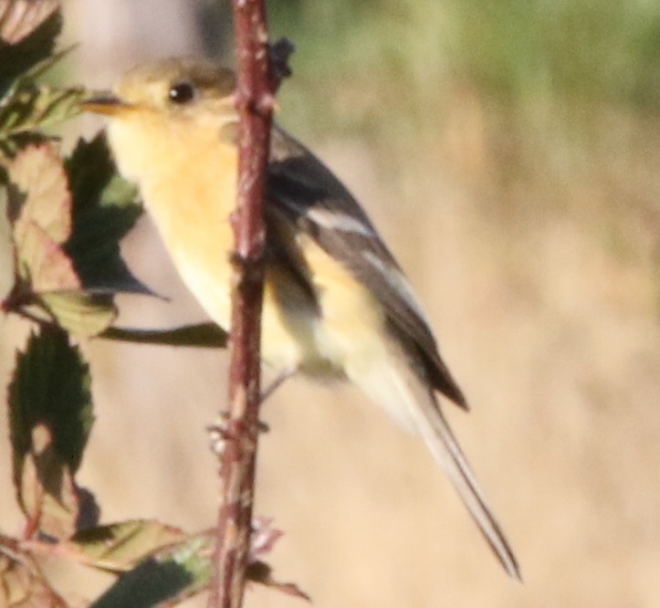 Buff-breasted Flycatcher - ML53475741