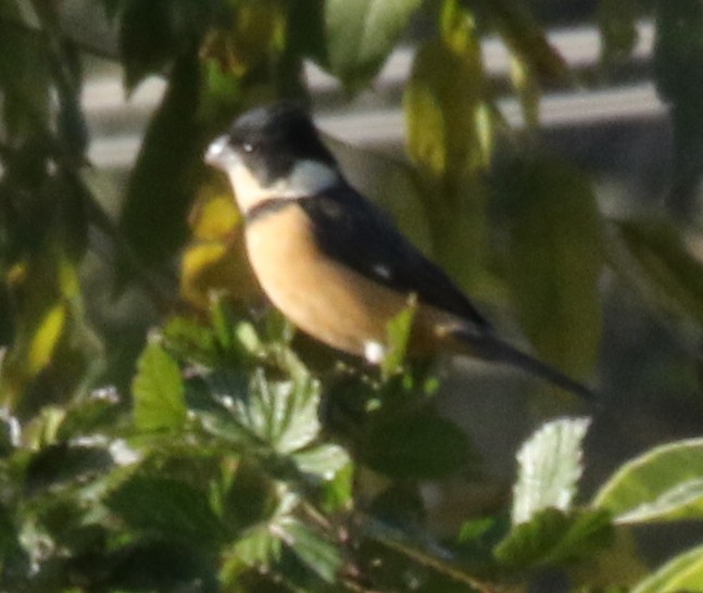 Cinnamon-rumped Seedeater - ML53475771