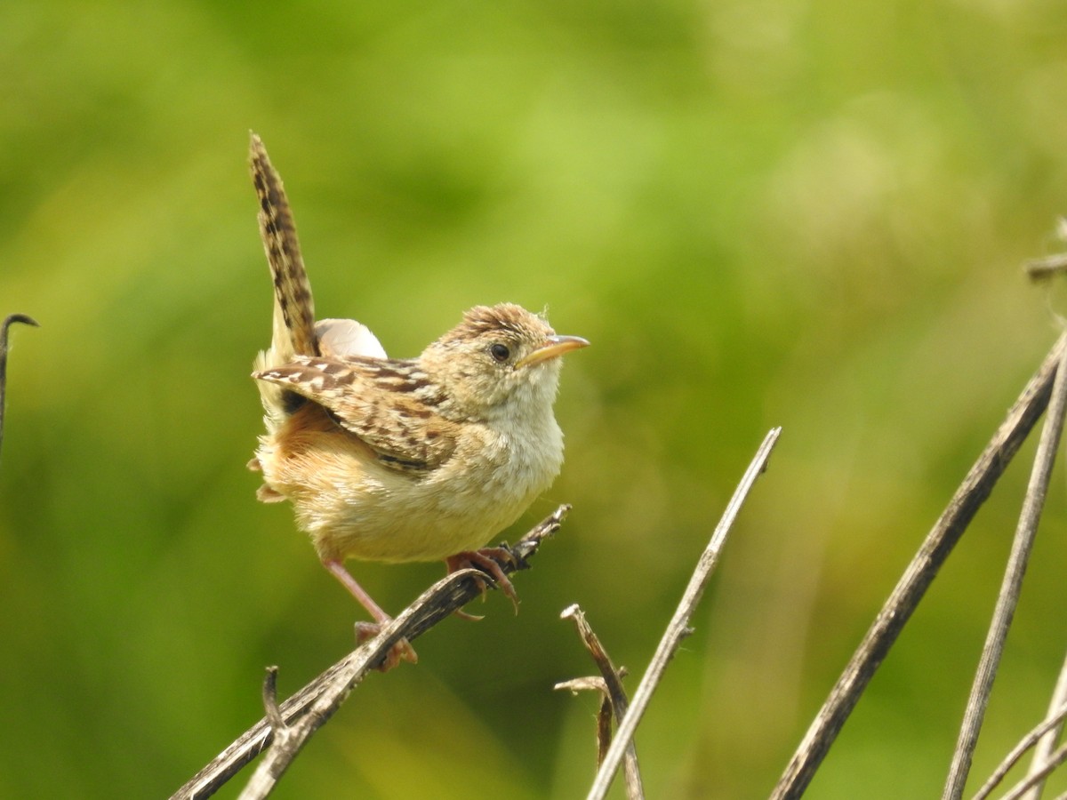 Grass Wren (Northern) - David Cristóbal Huertas