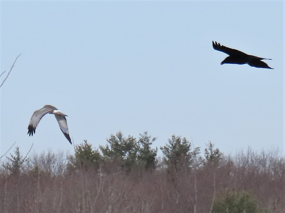 Northern Harrier - ML534758901