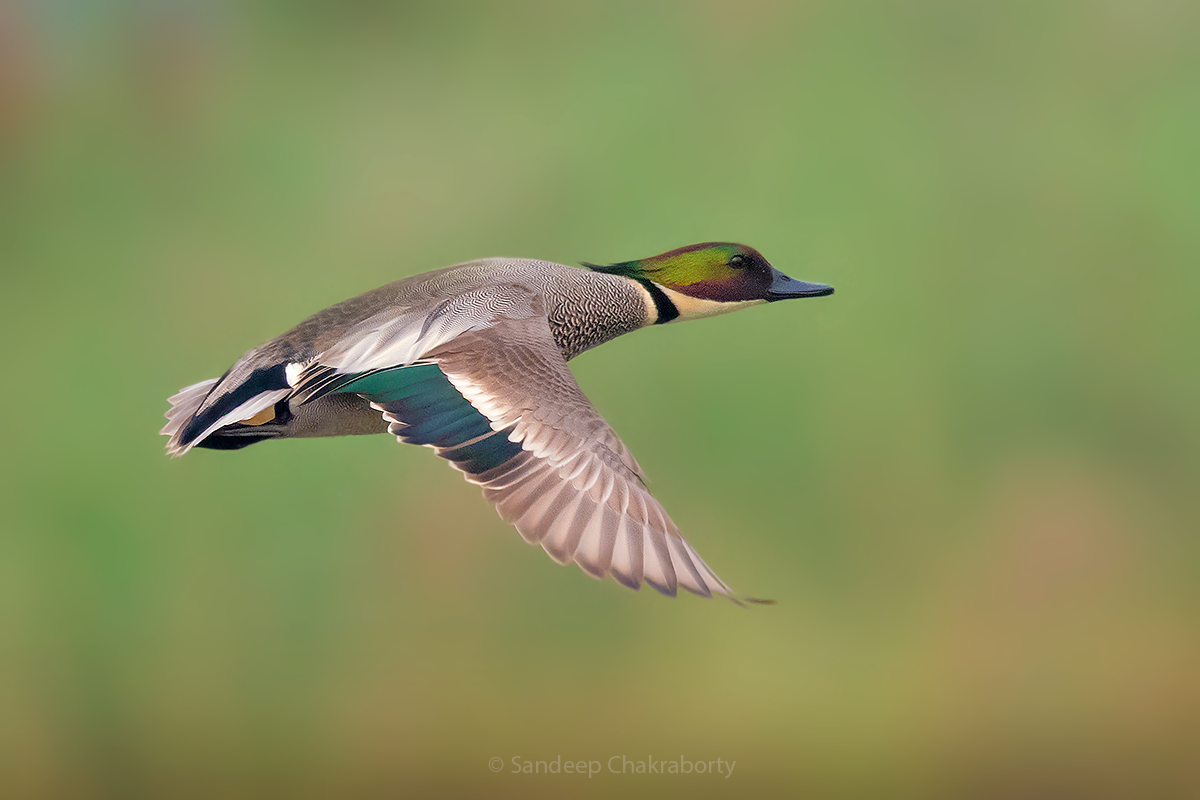 Falcated Duck - ML534759041