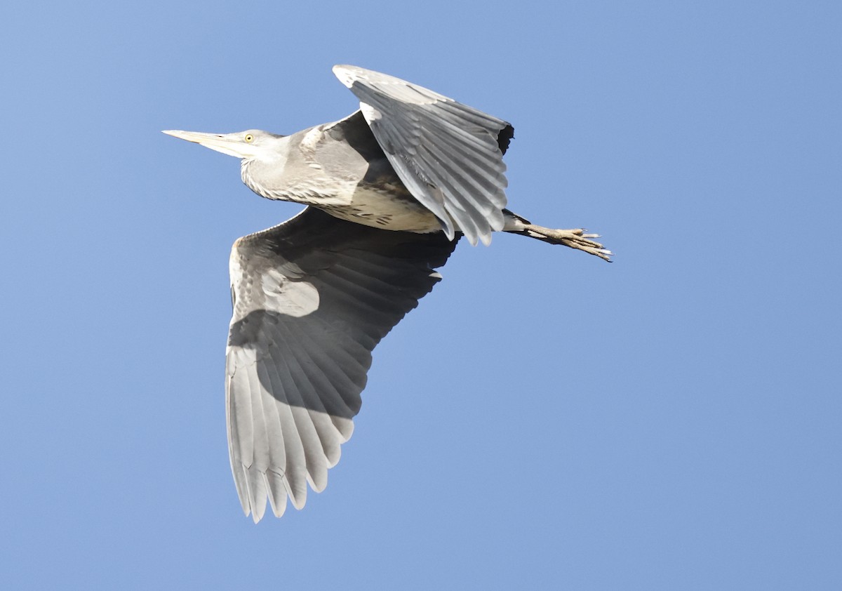 Gray Heron (Gray) - leon berthou