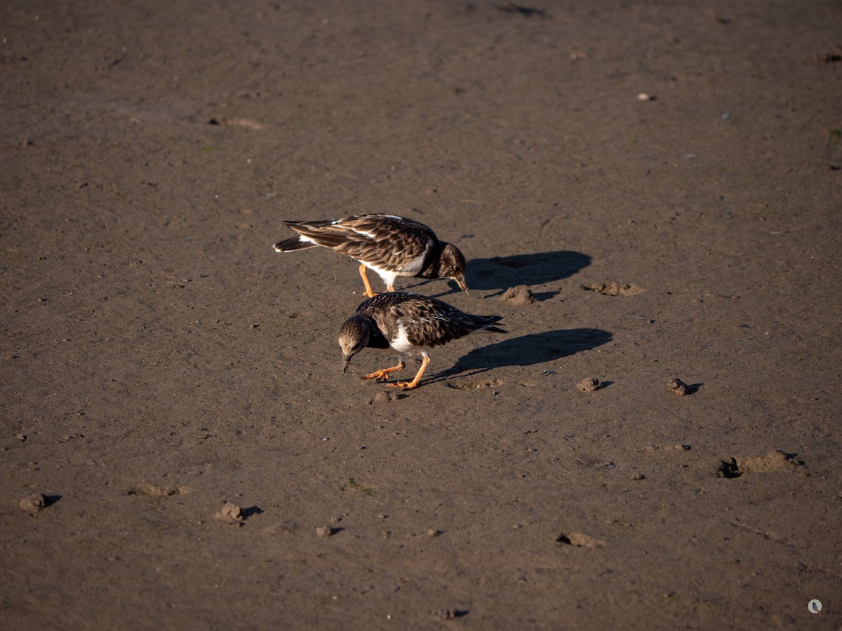 Ruddy Turnstone - ML534759561