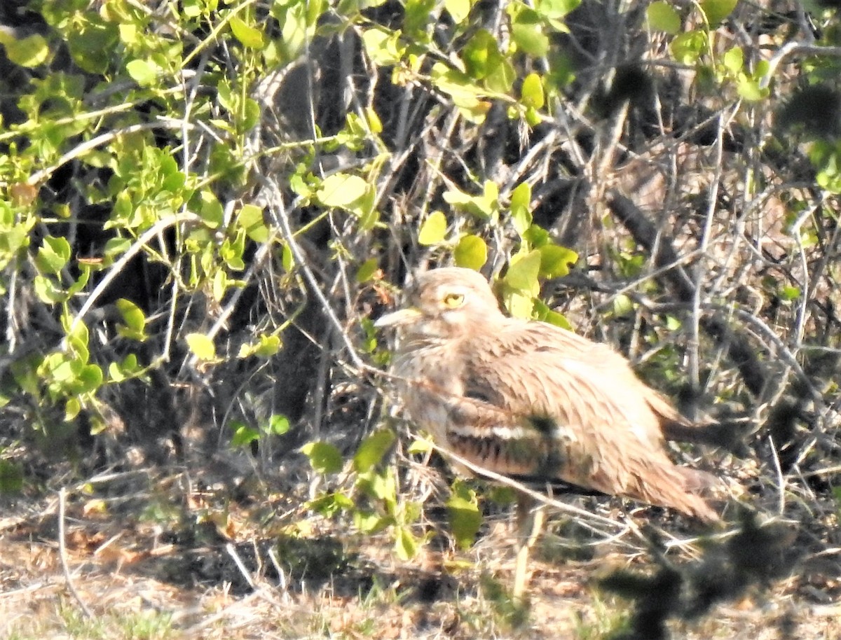 Indian Thick-knee - ML534760801