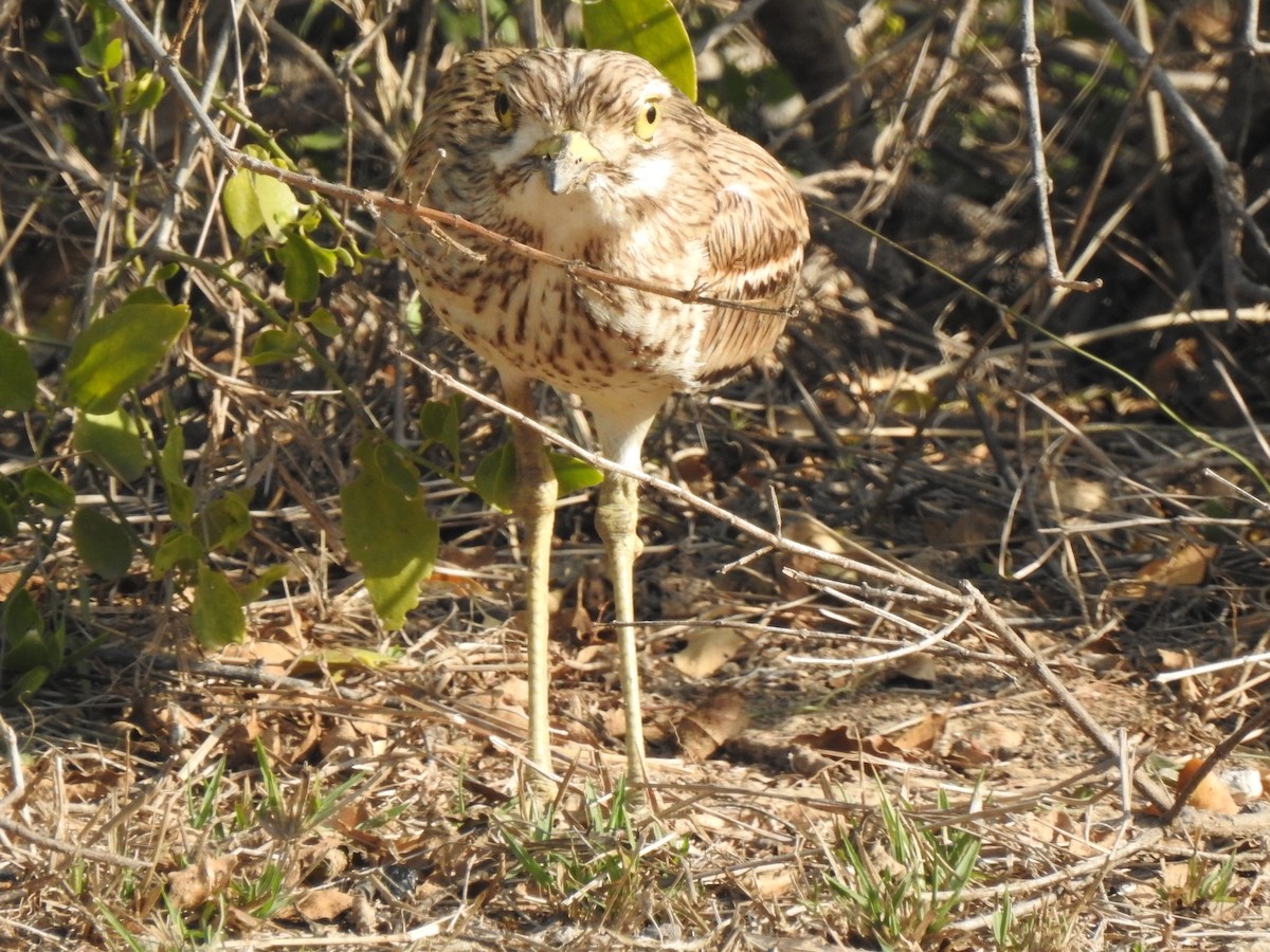 Indian Thick-knee - ML534760811