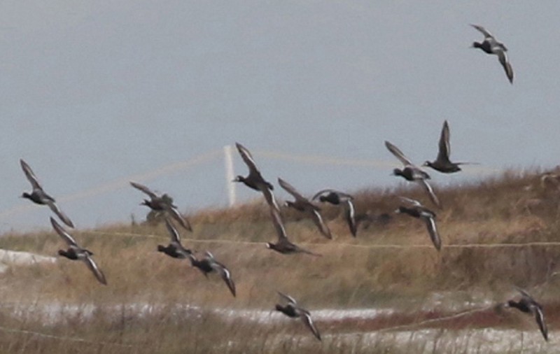 Greater Scaup - ML534761641