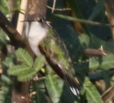 Ruby-throated Hummingbird - ML53476181