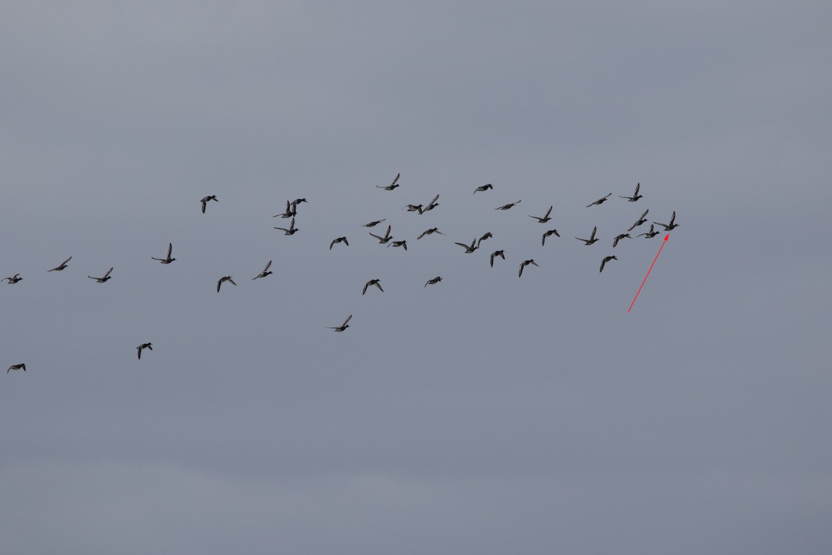 Greater Scaup - ML534761851