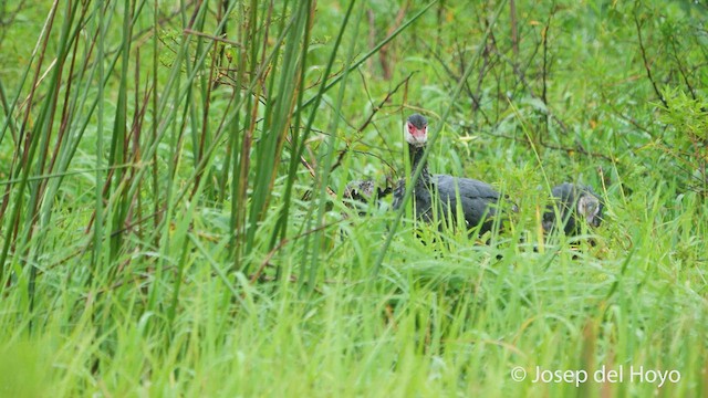 Weißwangen-Wehrvogel - ML534762191