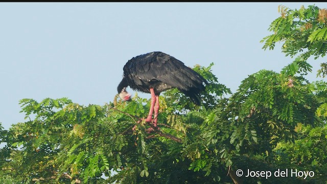 Northern Screamer - ML534762221