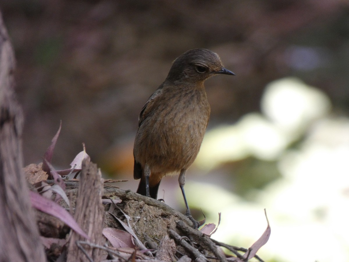 Pied Bushchat - ML534762501