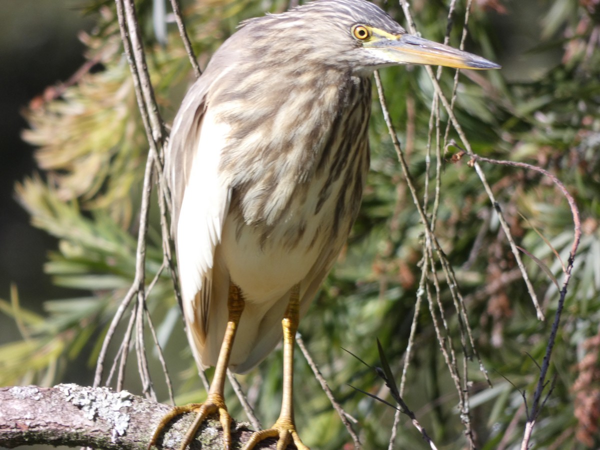 Indian Pond-Heron - ML534763341