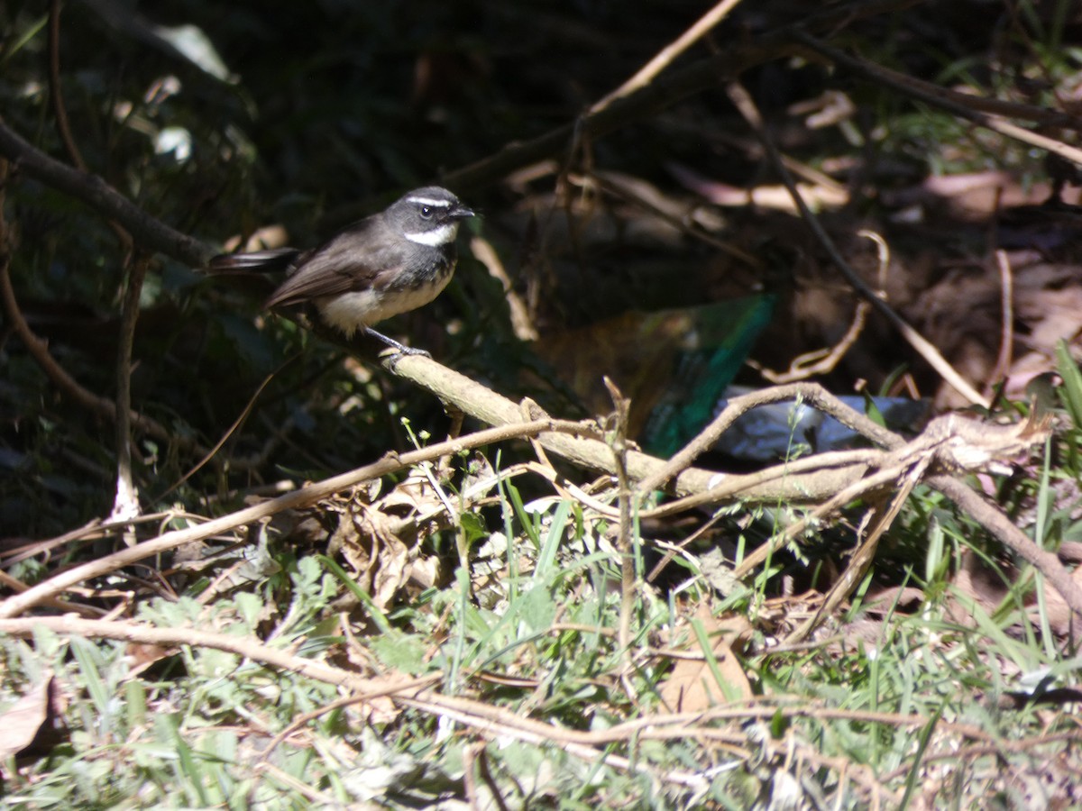 Spot-breasted Fantail - ML534763701