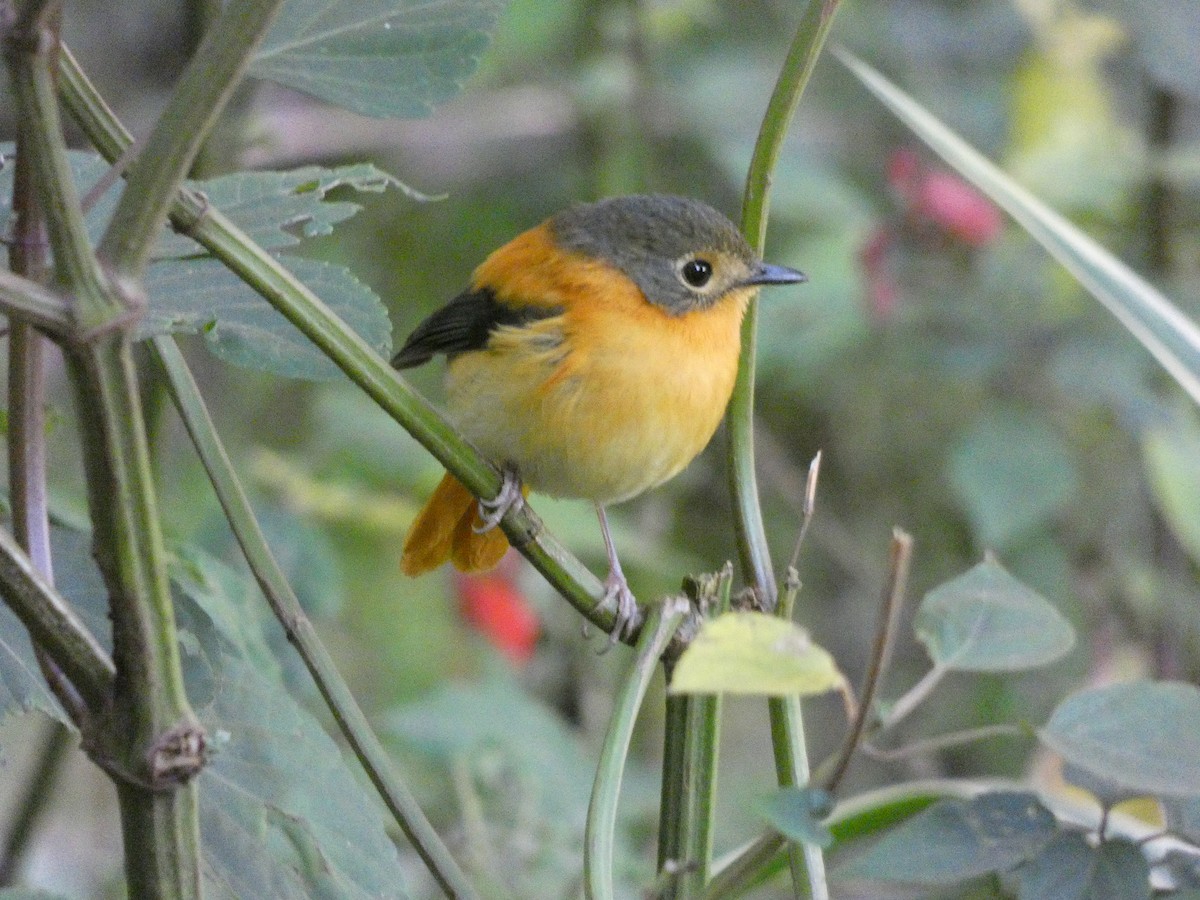 Black-and-orange Flycatcher - ML534765081