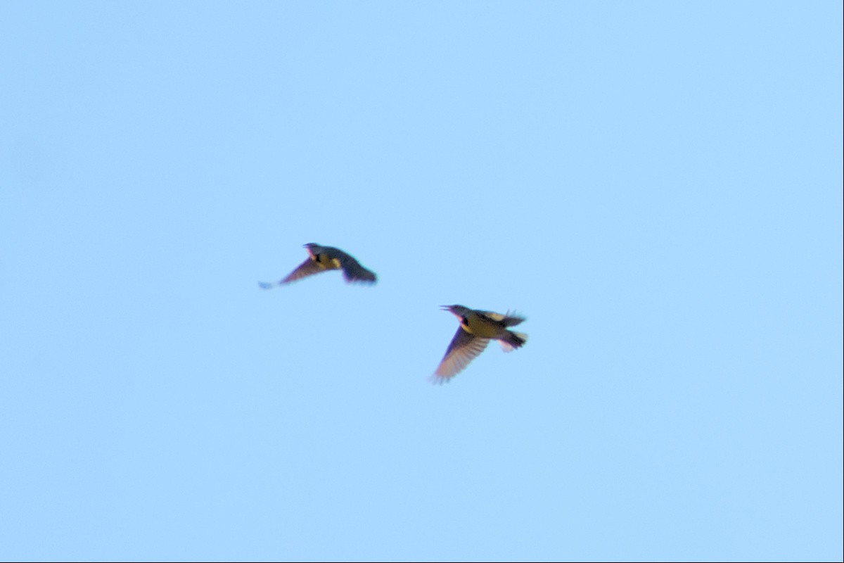 Eastern Meadowlark - ML534765951