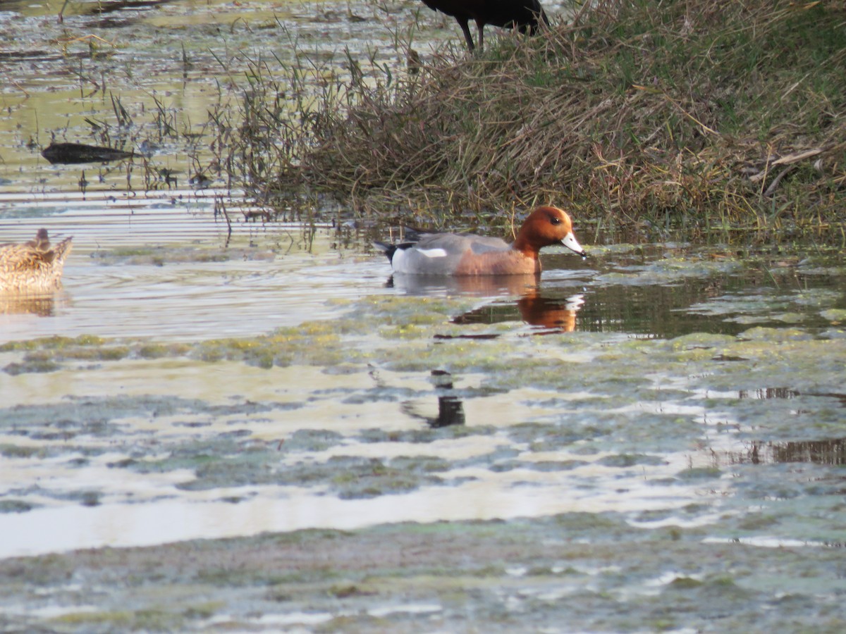 Eurasian Wigeon - ML534766171