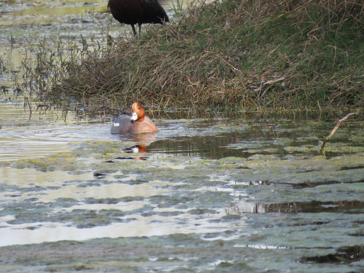 Eurasian Wigeon - ML534766191