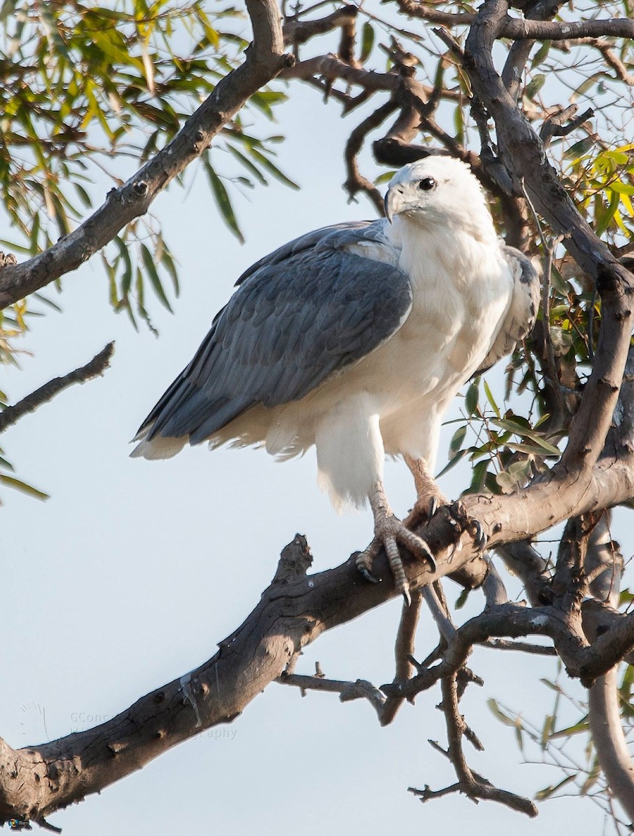 White-bellied Sea-Eagle - ML53476631