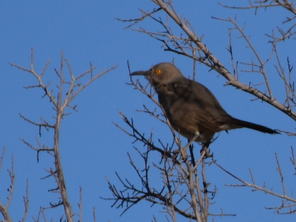 Curve-billed Thrasher - ML534768191