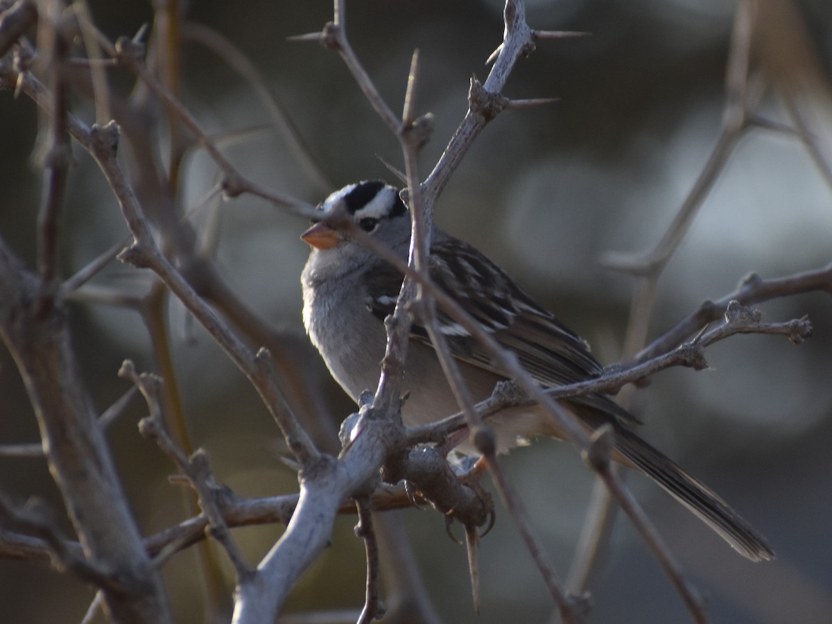 White-crowned Sparrow - ML534768581