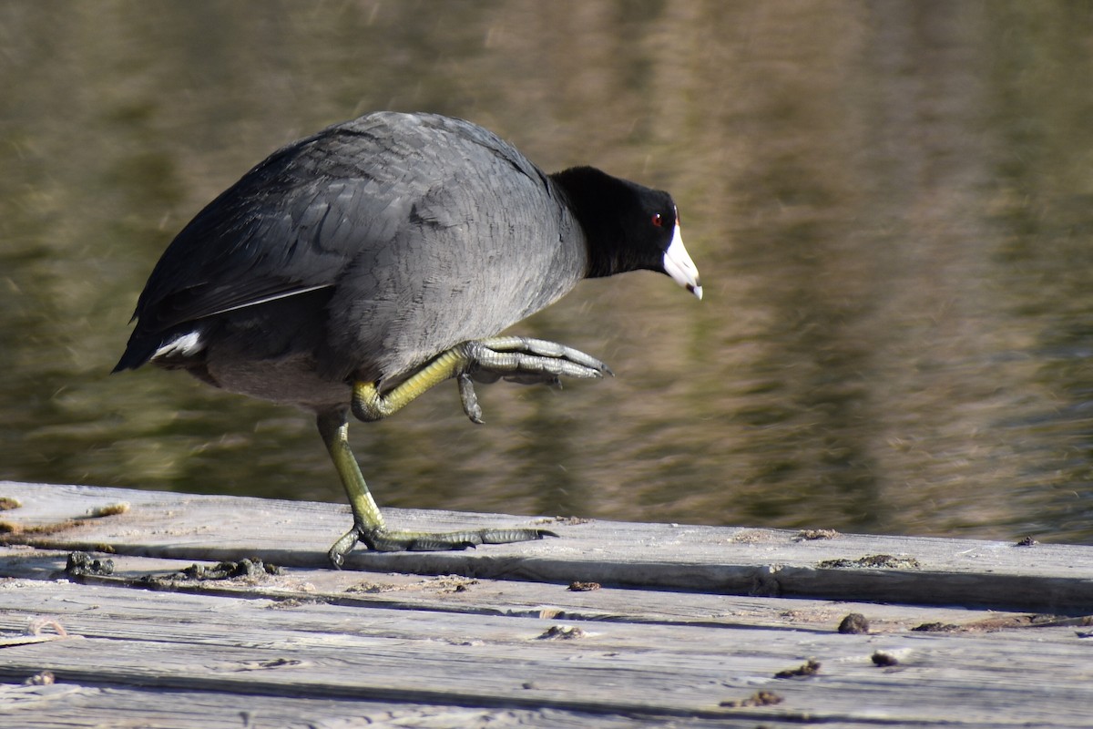American Coot - ML534768631