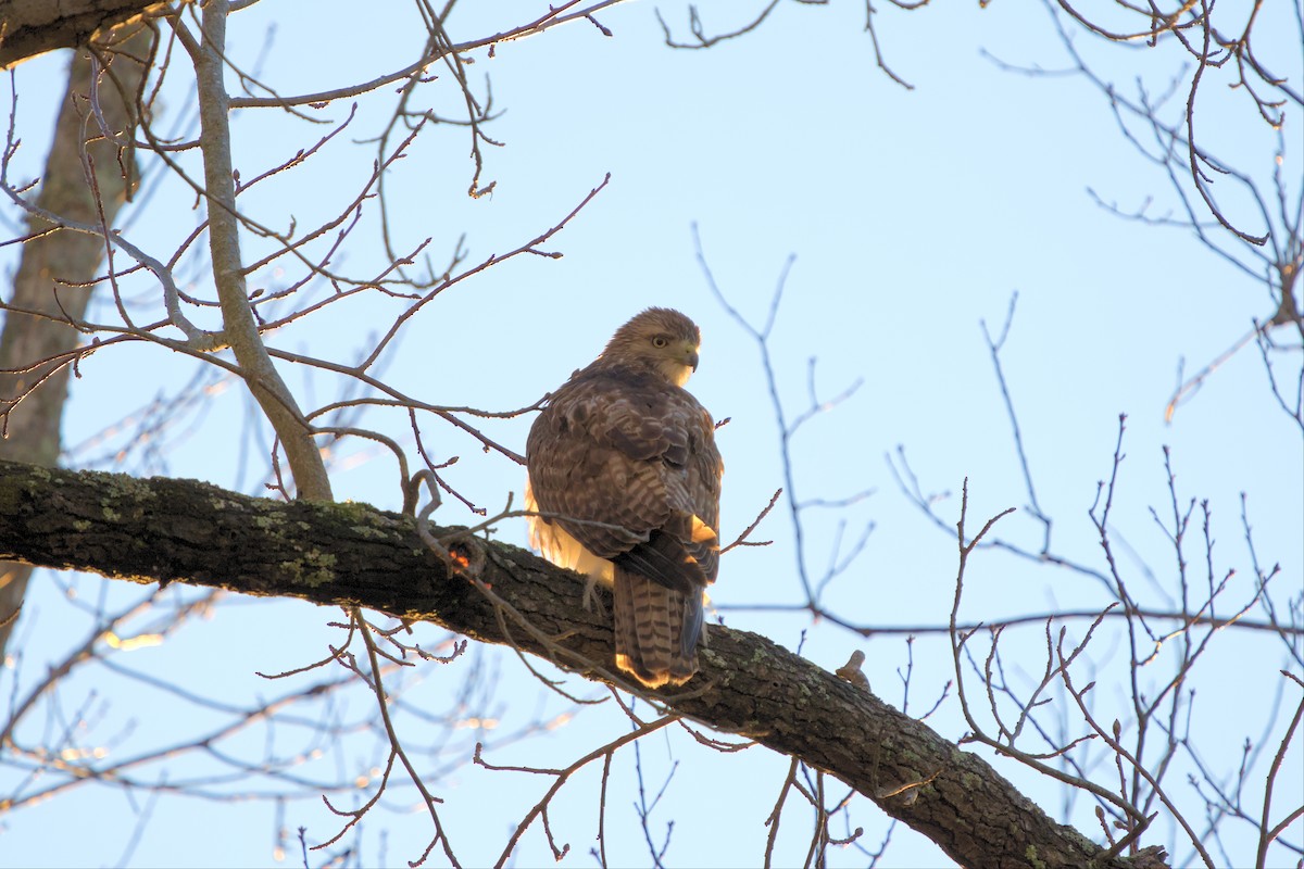 Red-tailed Hawk - ML534769141