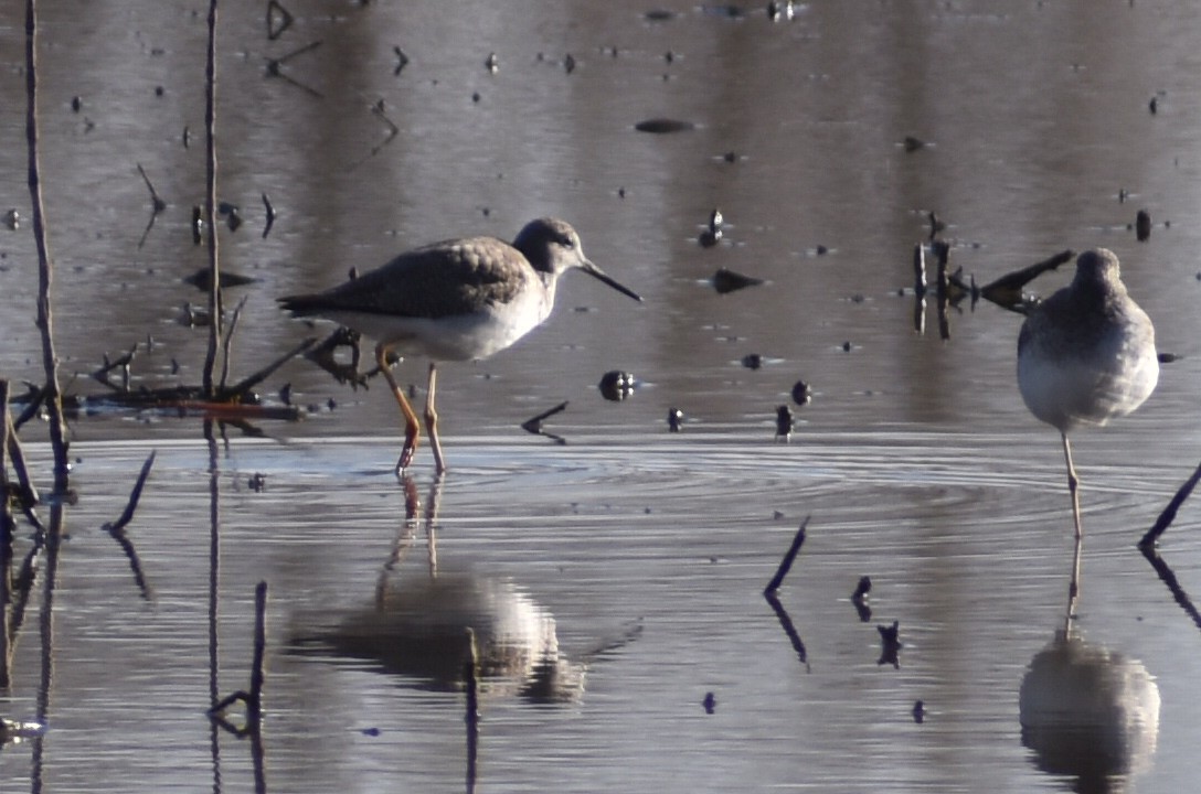 Lesser Yellowlegs - ML534769901