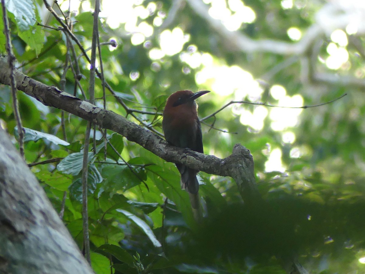 Broad-billed Motmot - ML53477071