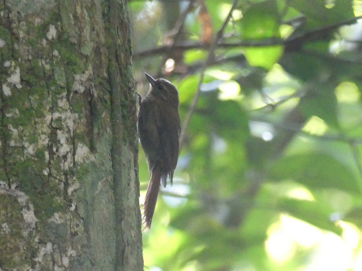 Wedge-billed Woodcreeper - ML53477081