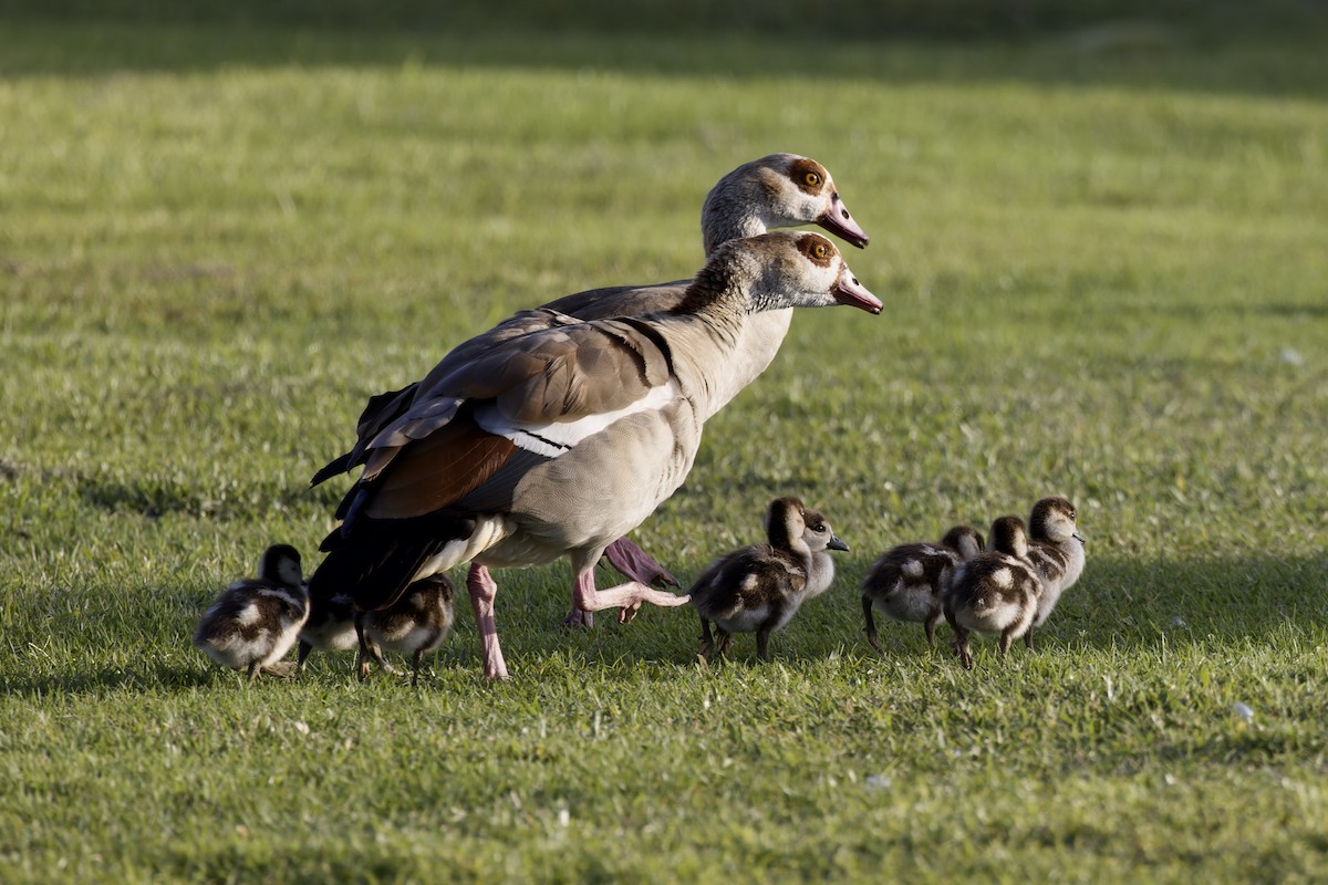 Egyptian Goose - Ted Burkett