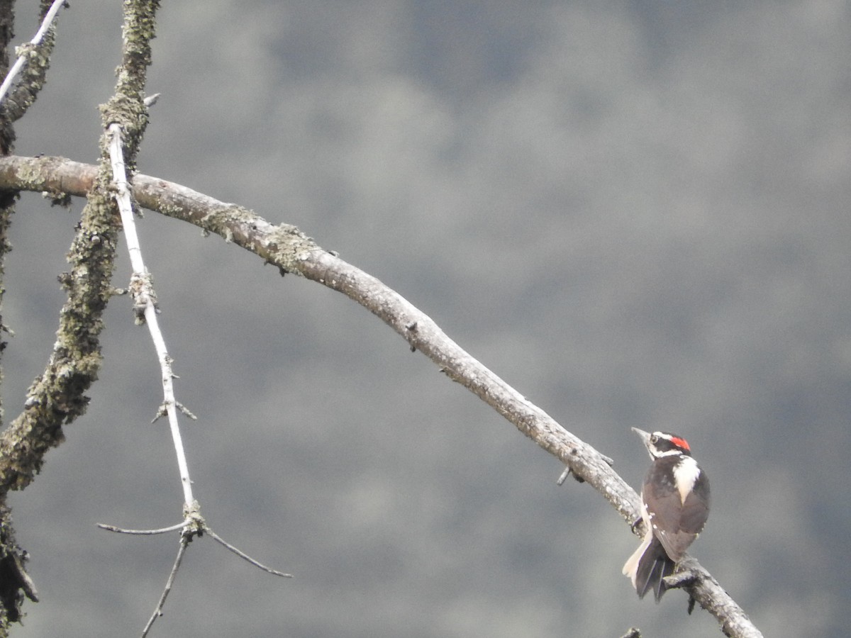 Hairy Woodpecker (South Mexican) - ML534771041