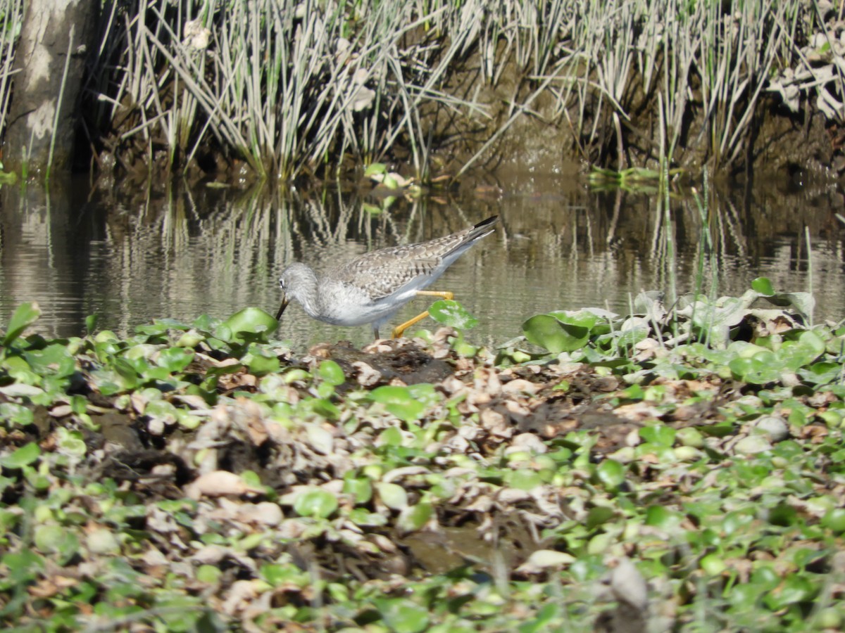 Lesser Yellowlegs - ML534771241