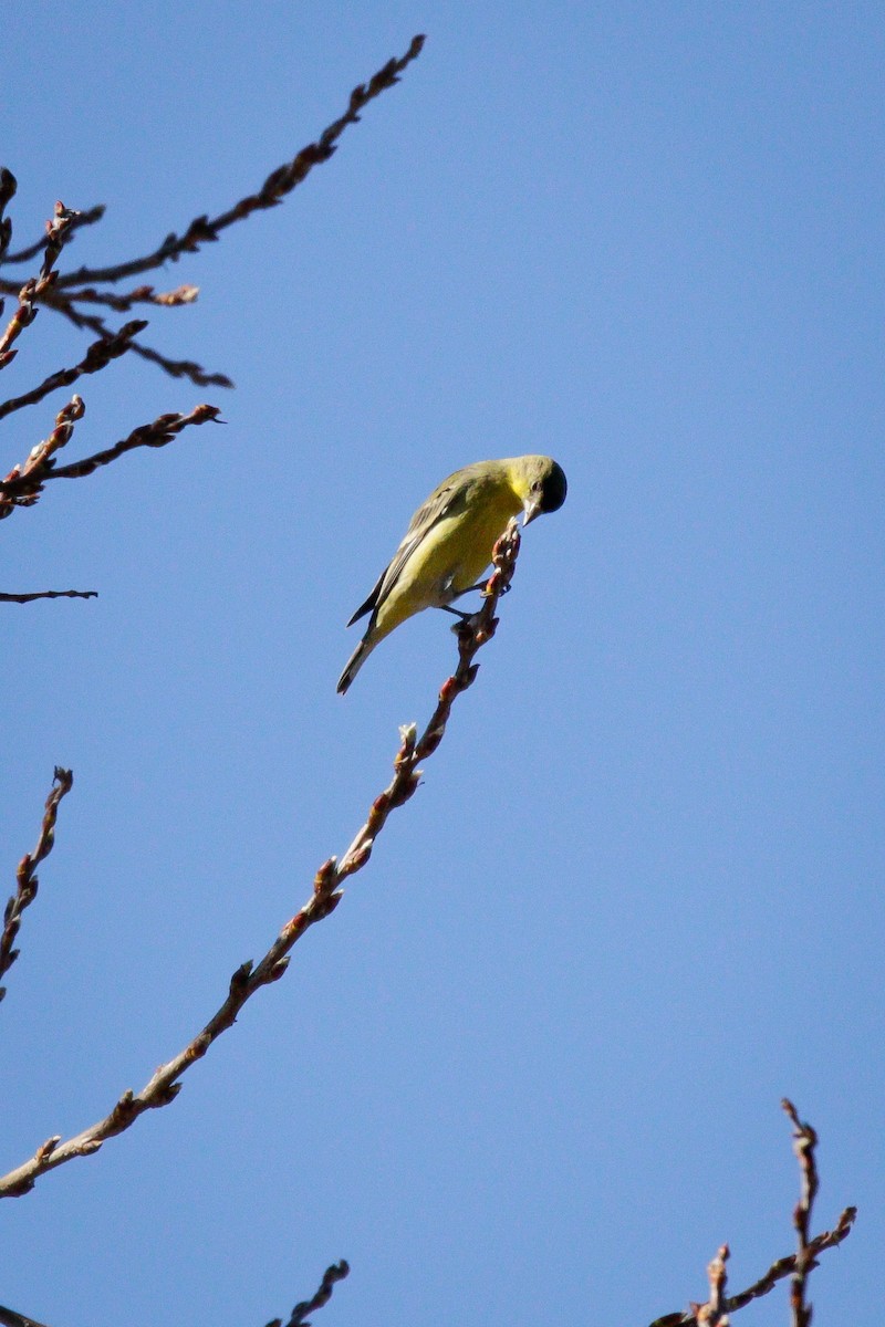 Lesser Goldfinch - ML534771331