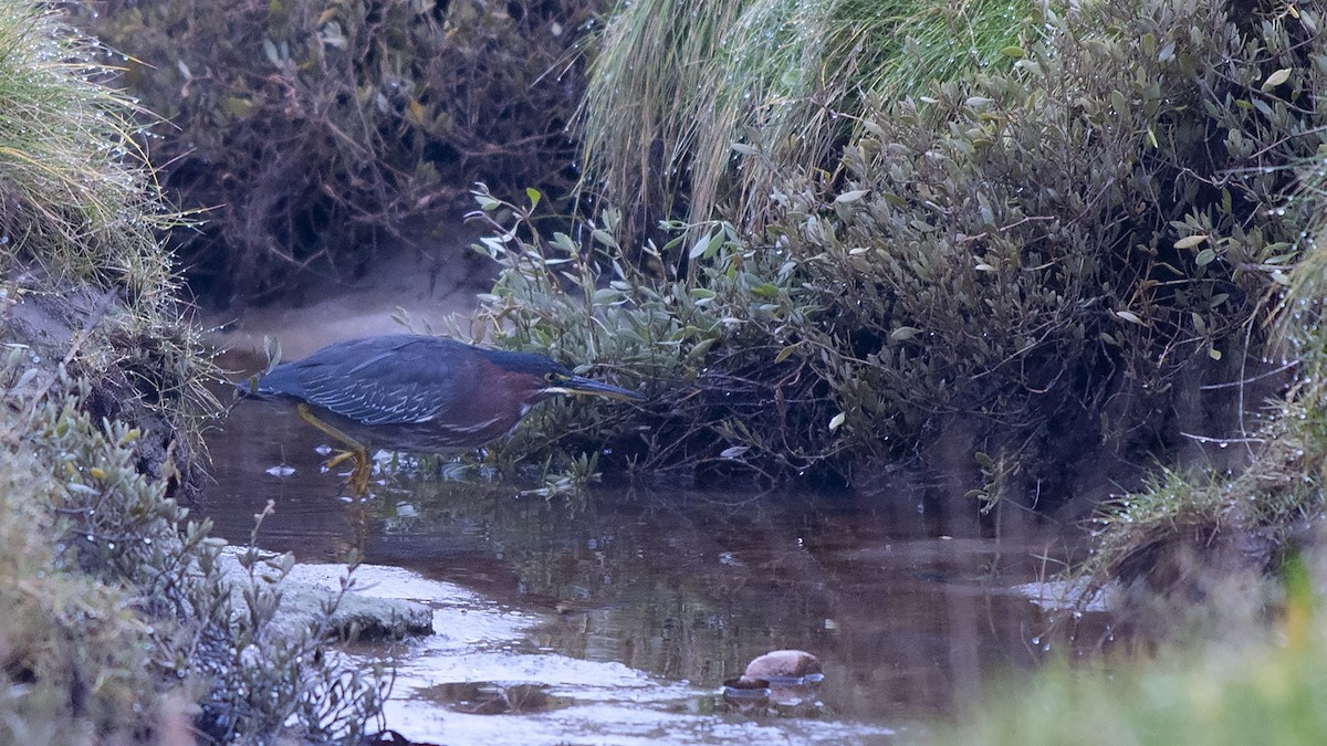 Green Heron - ML534771351