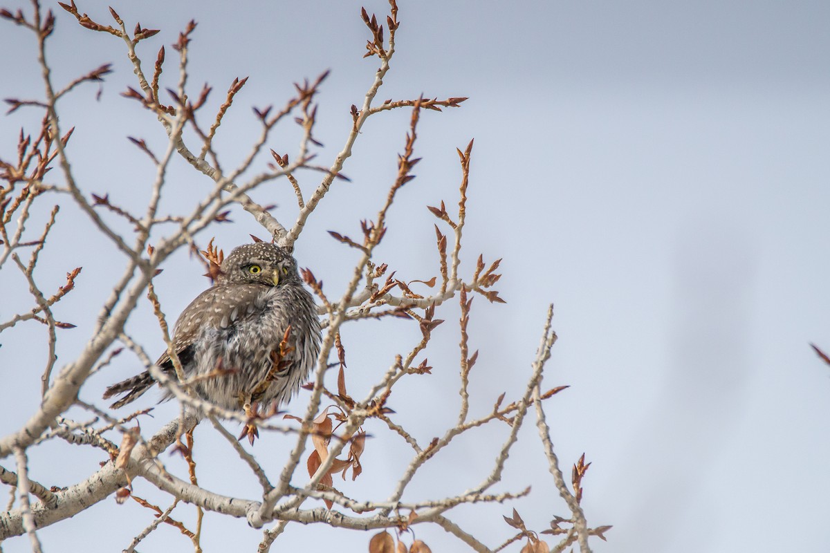 Northern Pygmy-Owl - ML534773481