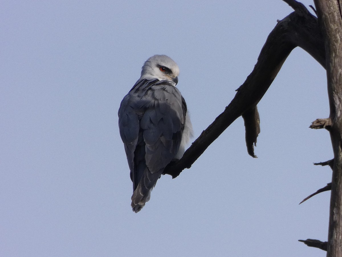 Black-winged Kite - ML534774081