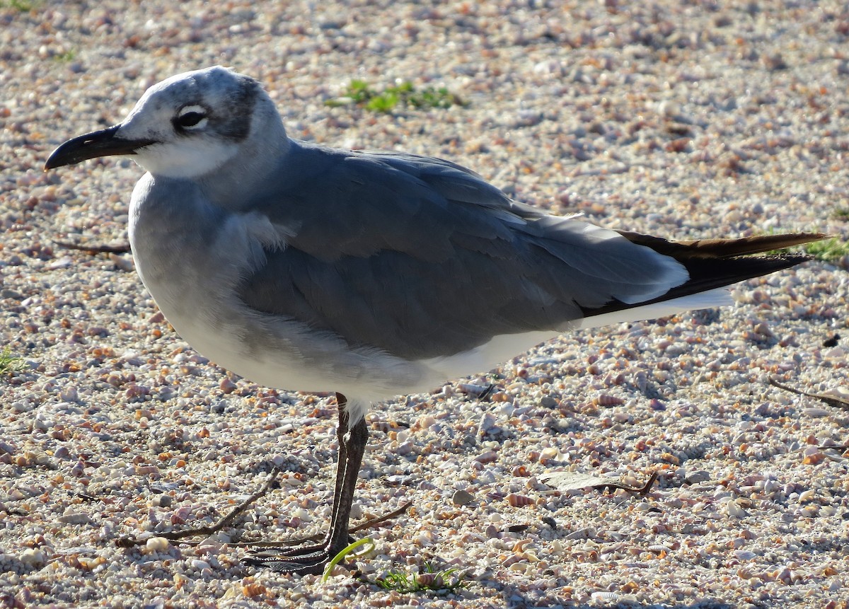 Laughing Gull - Kathy Wilk