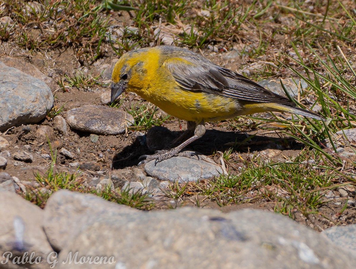 Greater Yellow-Finch - Pablo Moreno