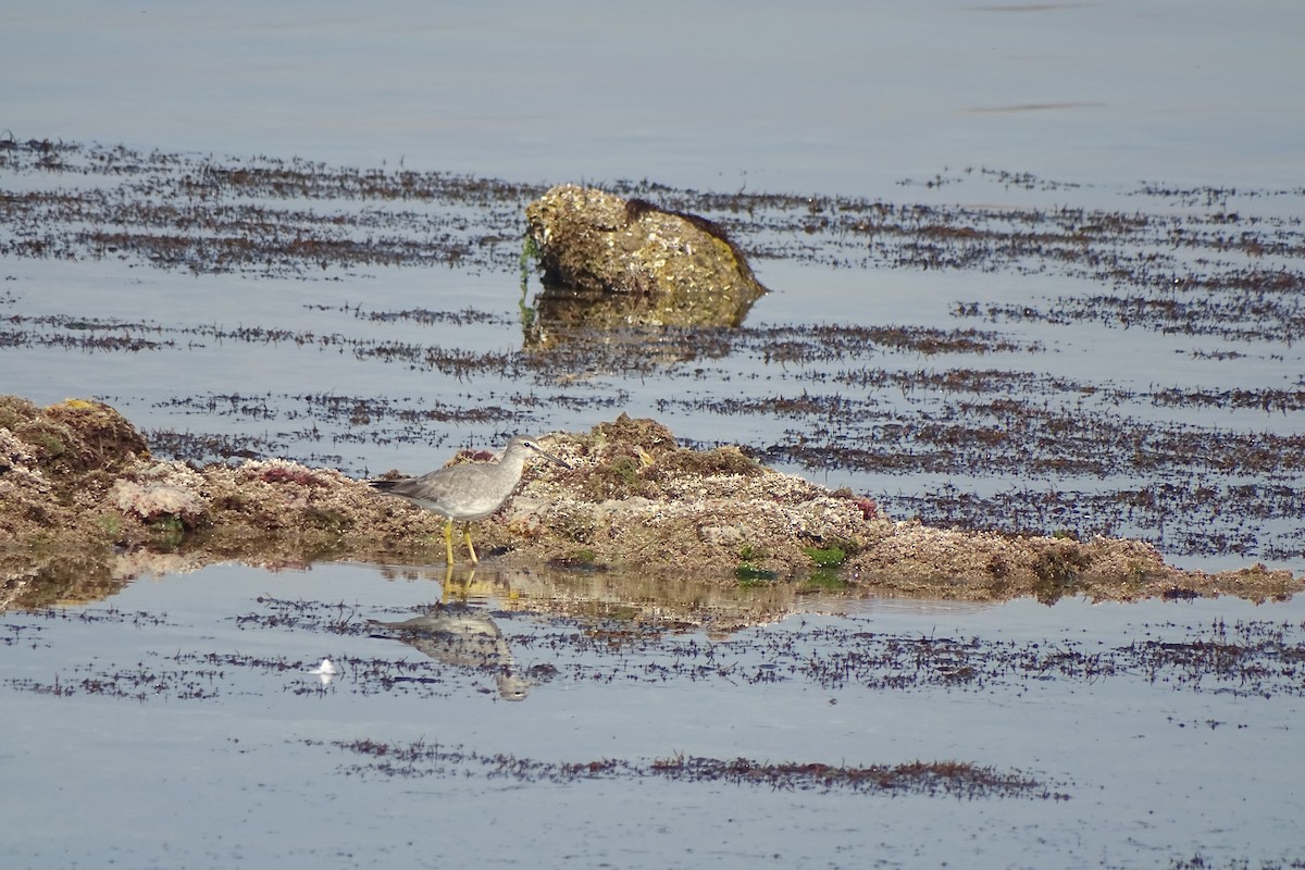 Gray-tailed Tattler - ML534779501