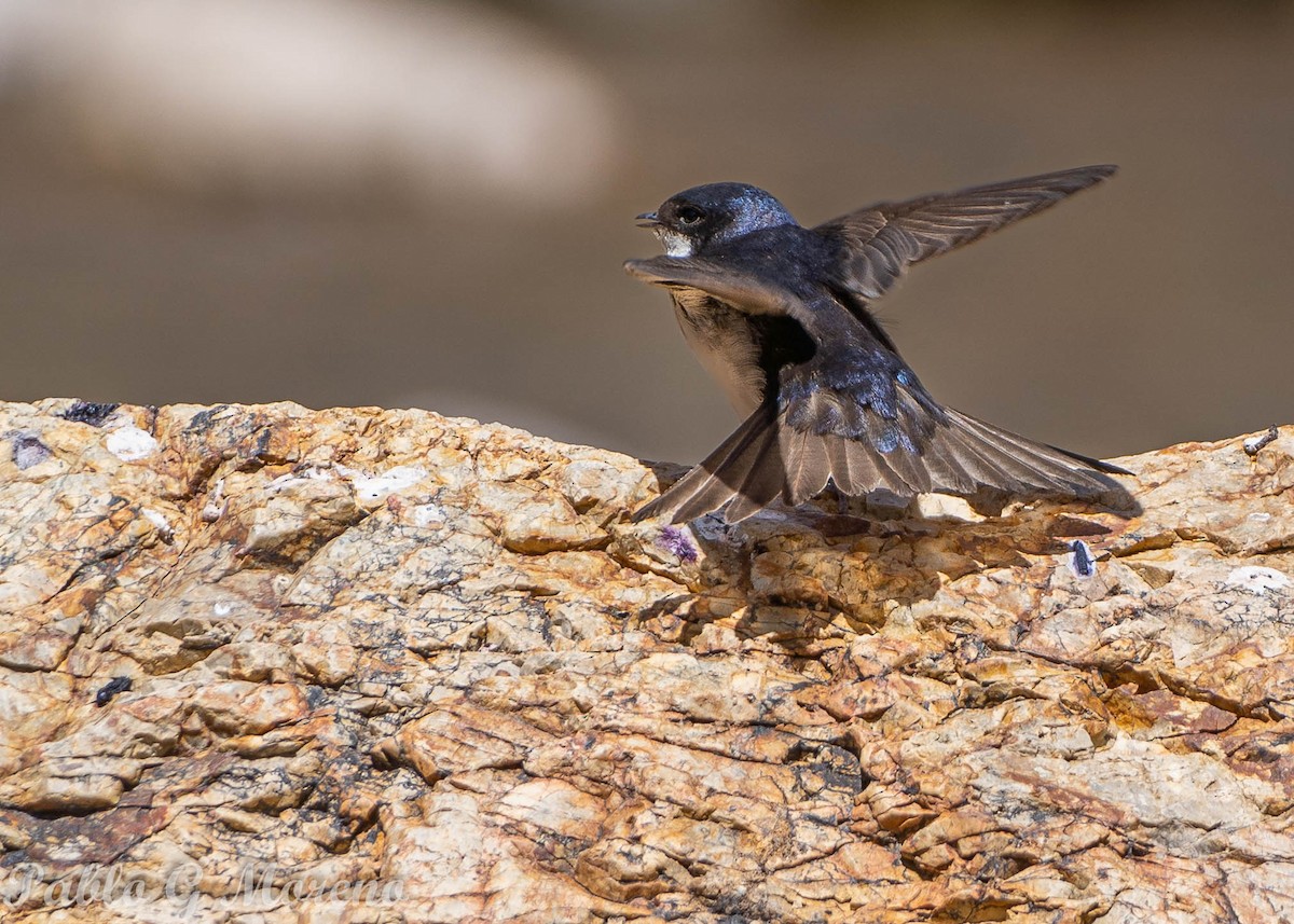 Blue-and-white Swallow - Pablo Moreno