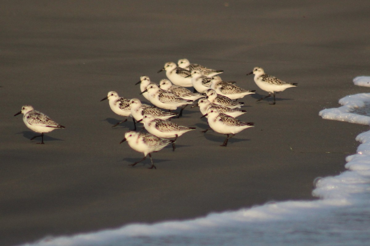 Sanderling - ML53477981