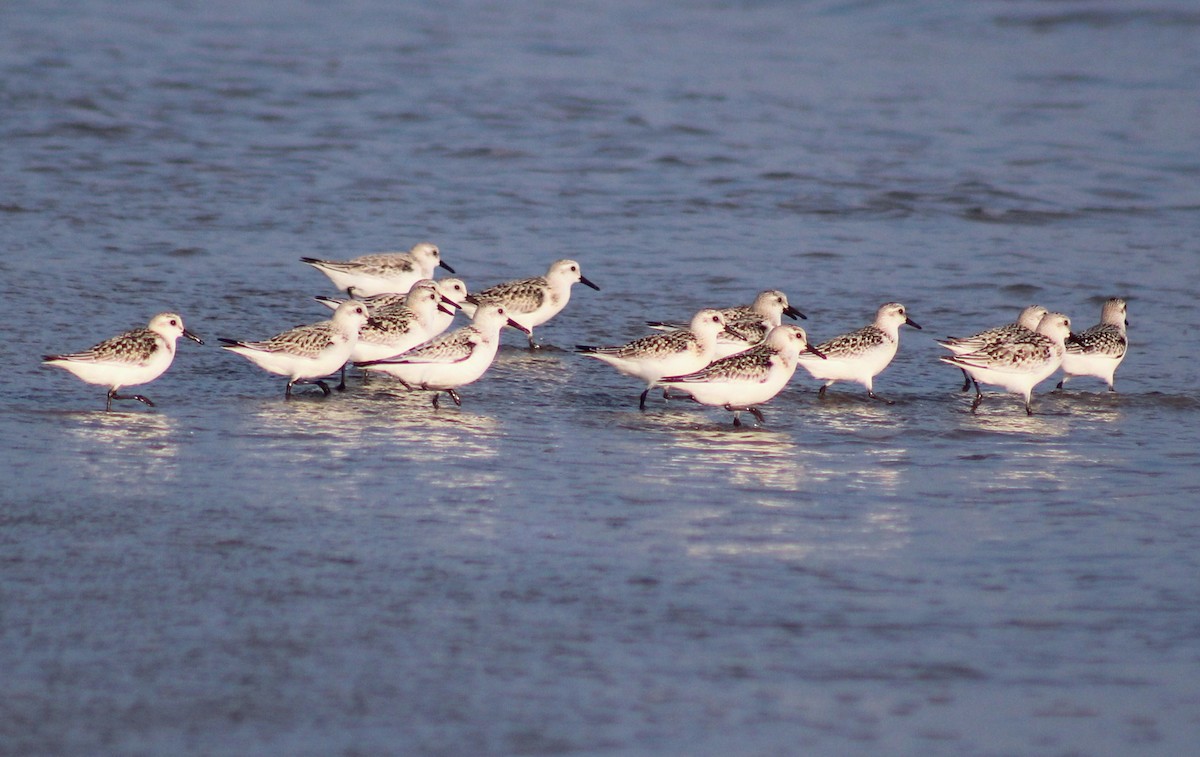 Sanderling - ML53478021