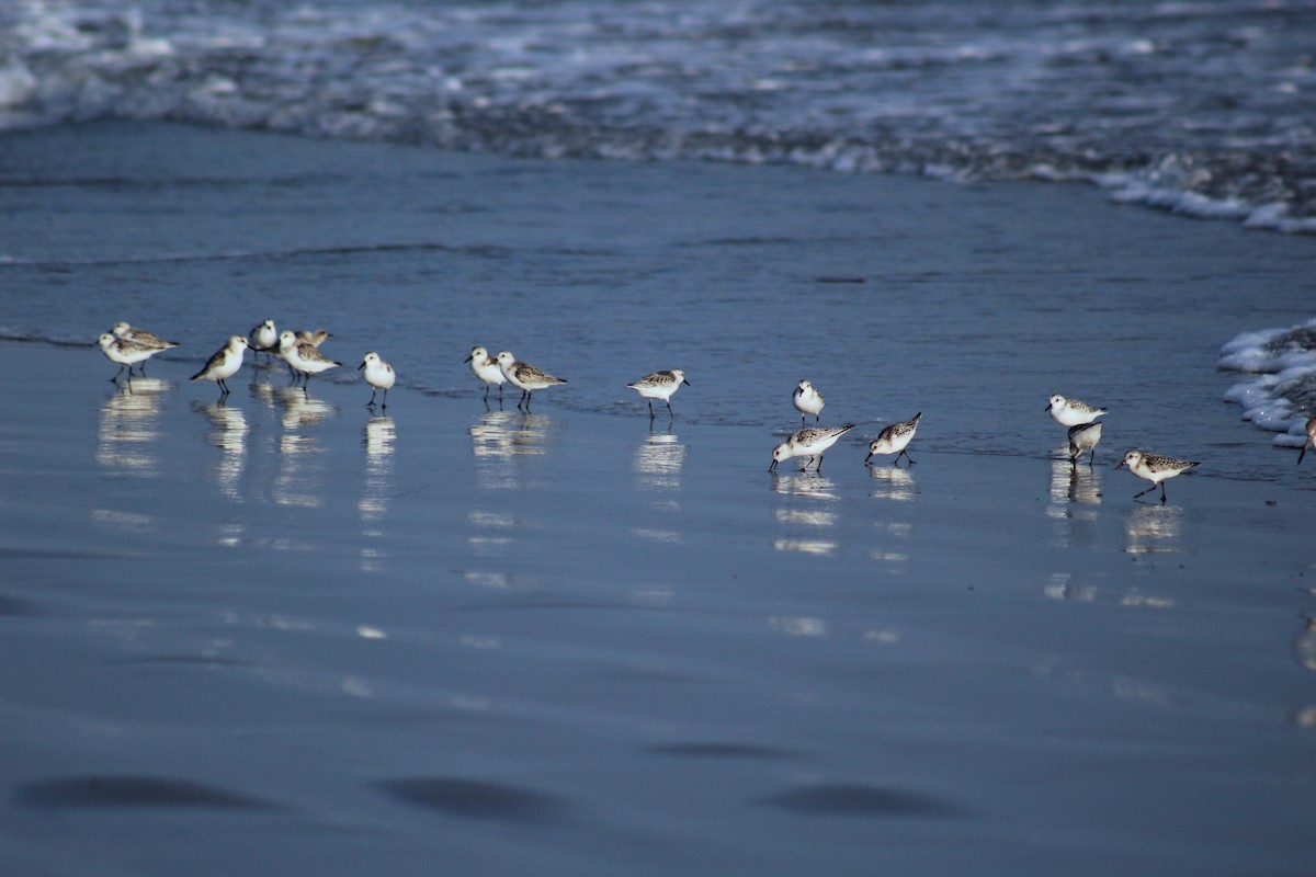 Sanderling - ML53478051