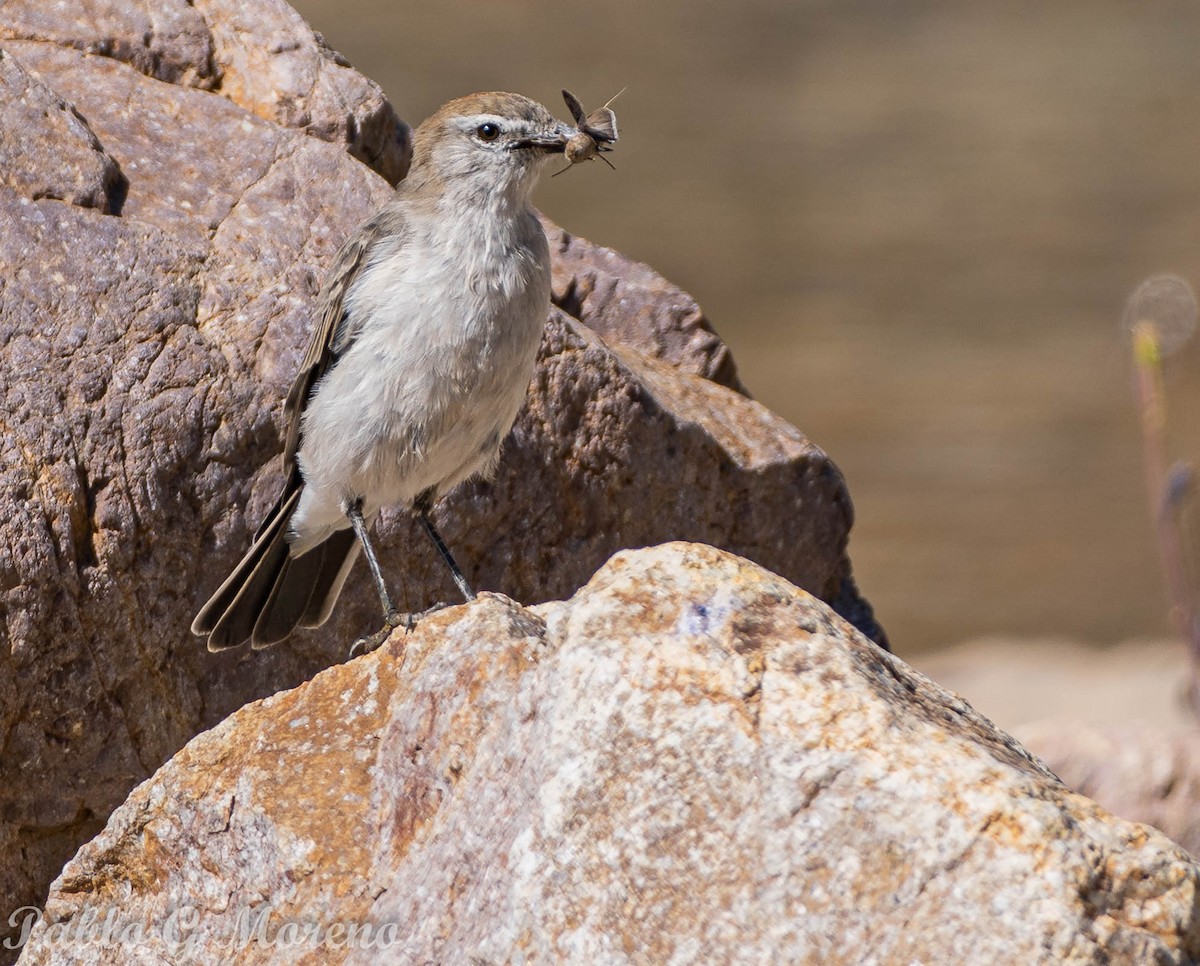 White-browed Ground-Tyrant - ML534780671