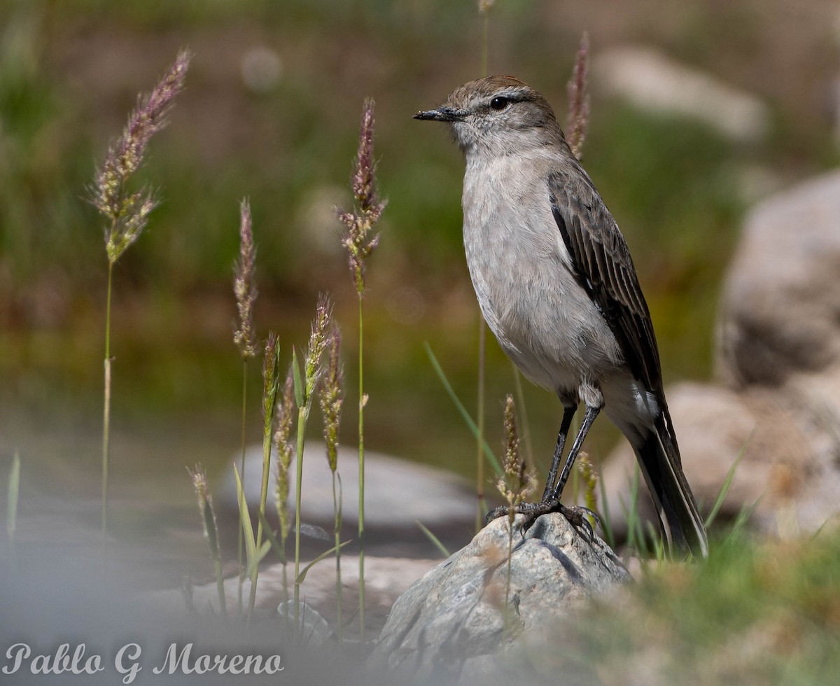 White-browed Ground-Tyrant - ML534780681