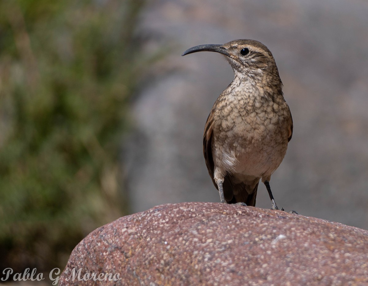 Scale-throated Earthcreeper - ML534780831